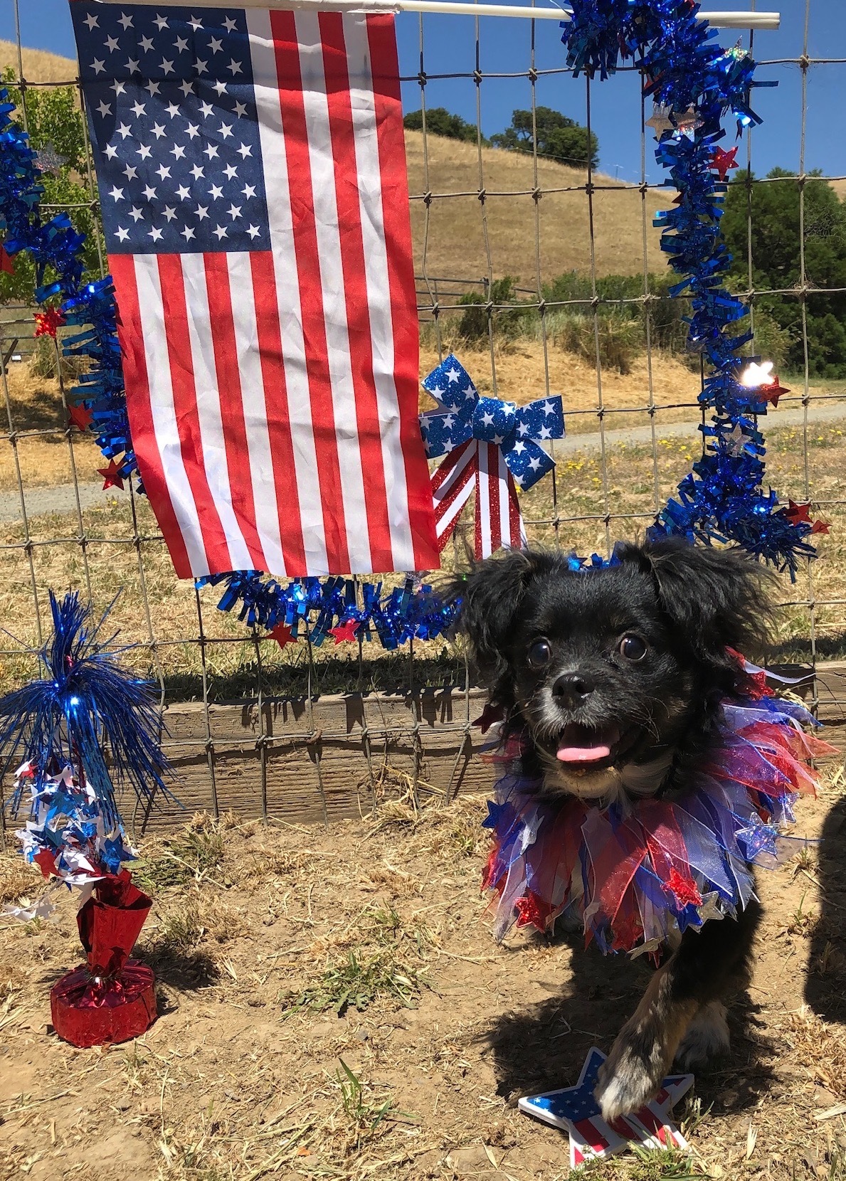 Gus, a Adoptable mixed breed in Petaluma, CA image 2/6
