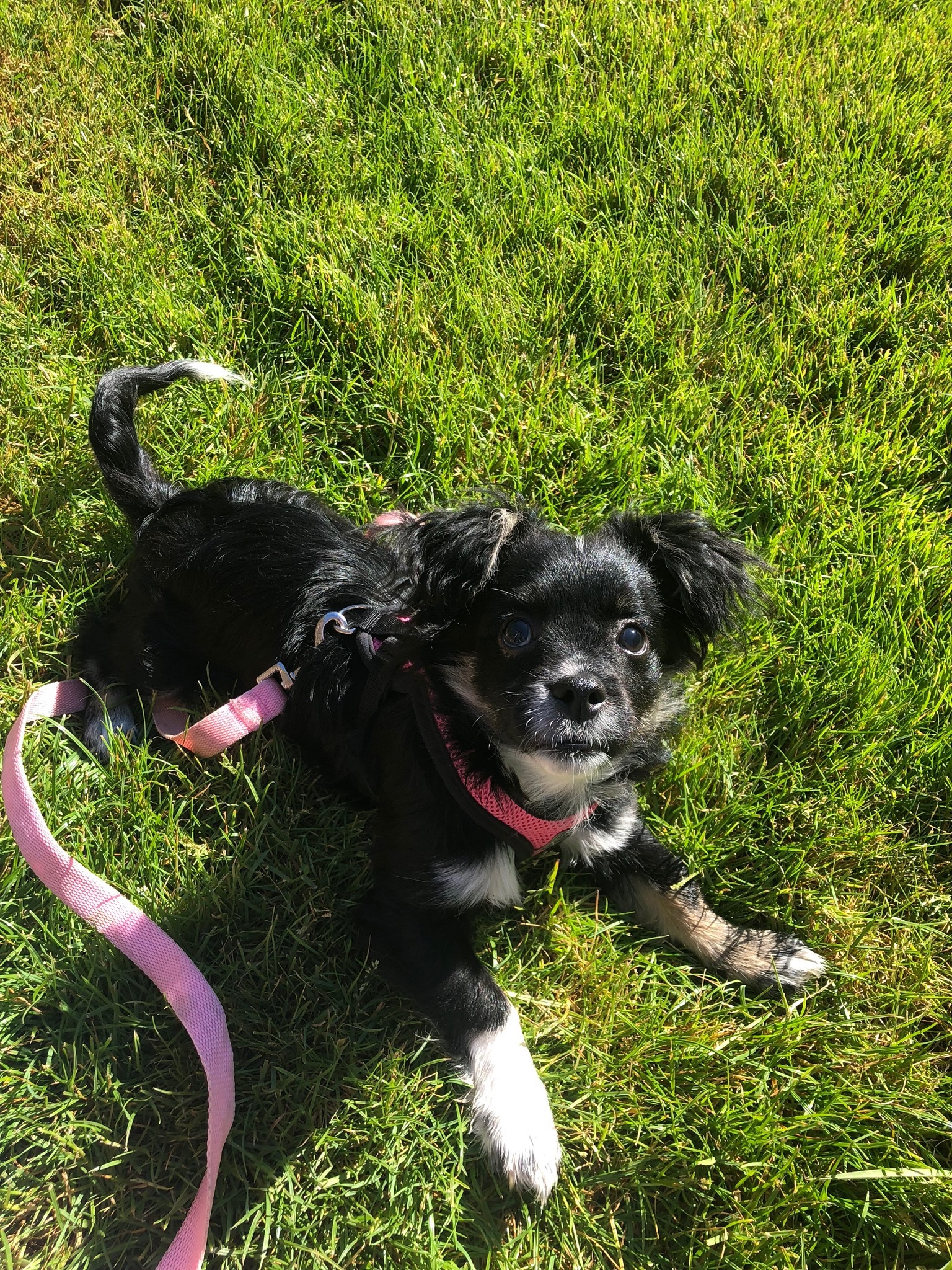Gus, a Adoptable mixed breed in Petaluma, CA image 3/6