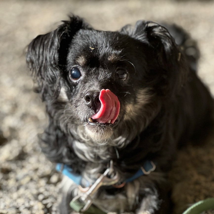 Gus photo 4