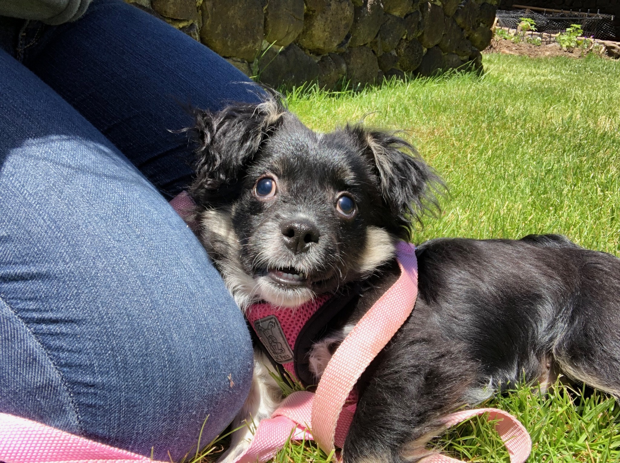 Gus, a Adoptable mixed breed in Petaluma, CA image 6/6