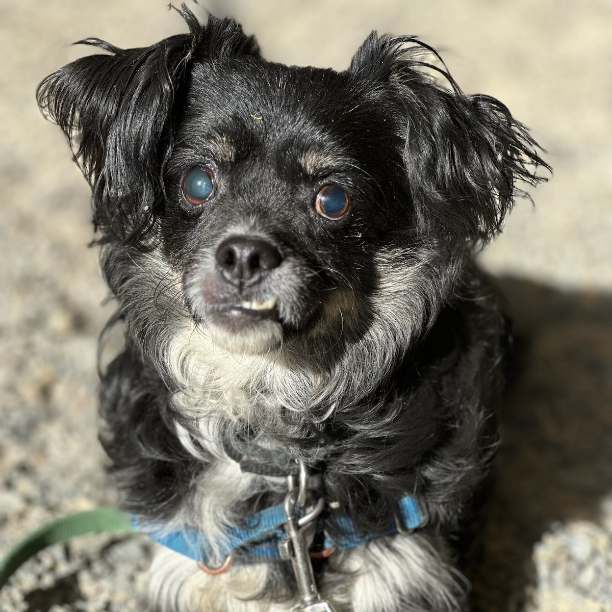 Gus, a Adoptable mixed breed in Petaluma, CA image 1/6