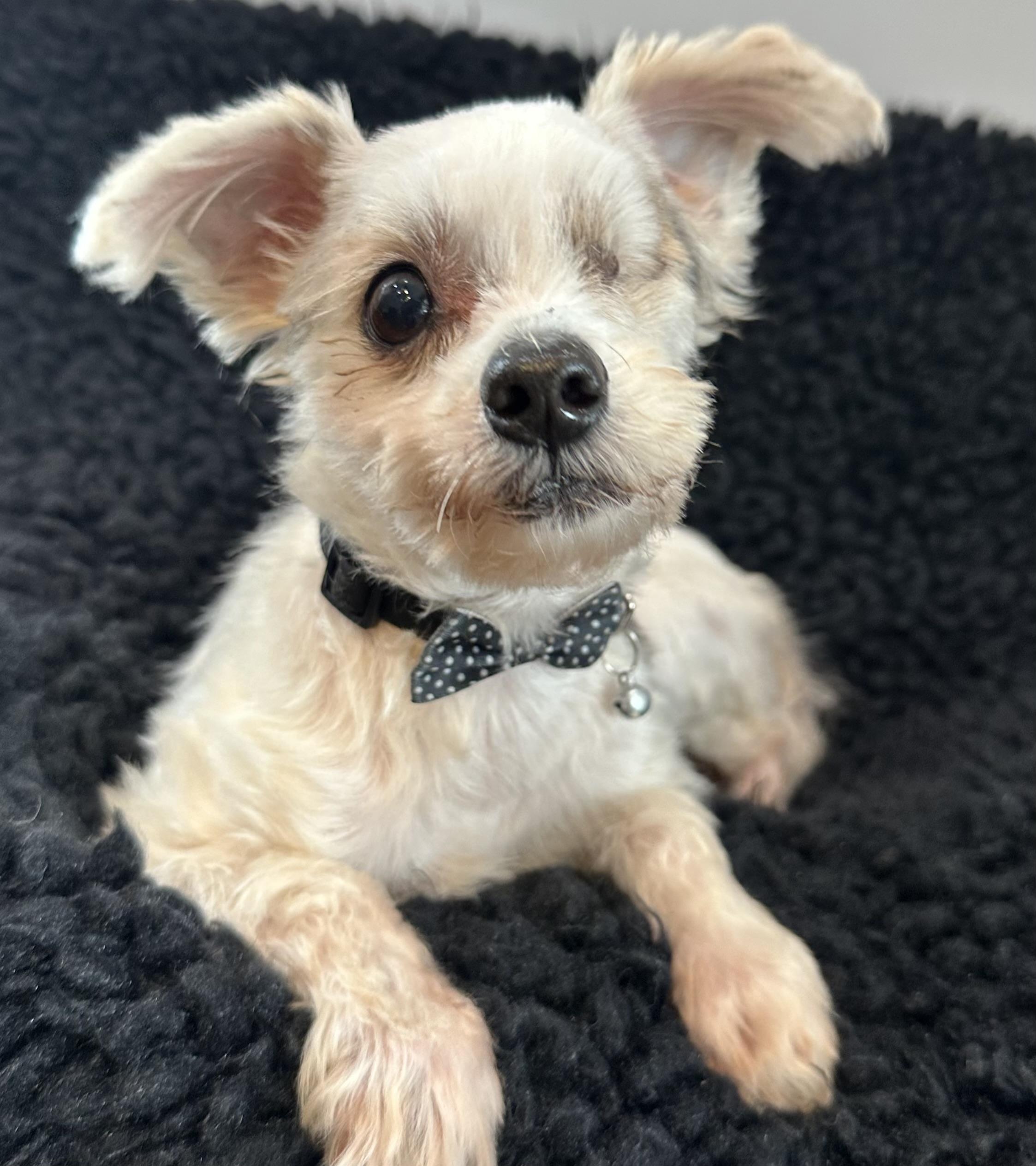 Earl the one-eyed wonder, an adopted mixed breed in Lawrenceville, GA image 1/6