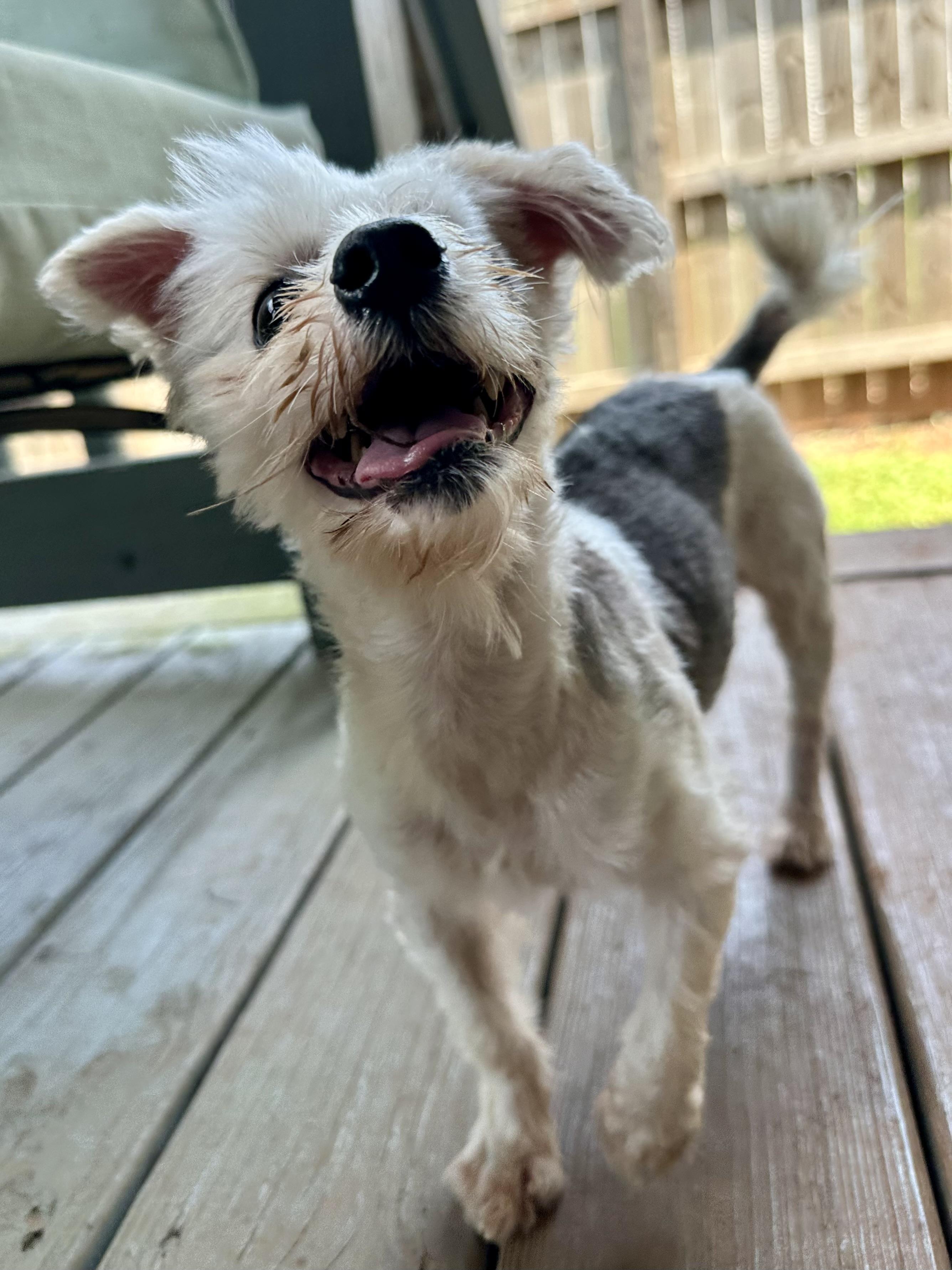 Earl the one-eyed wonder, an adopted mixed breed in Lawrenceville, GA image 5/6
