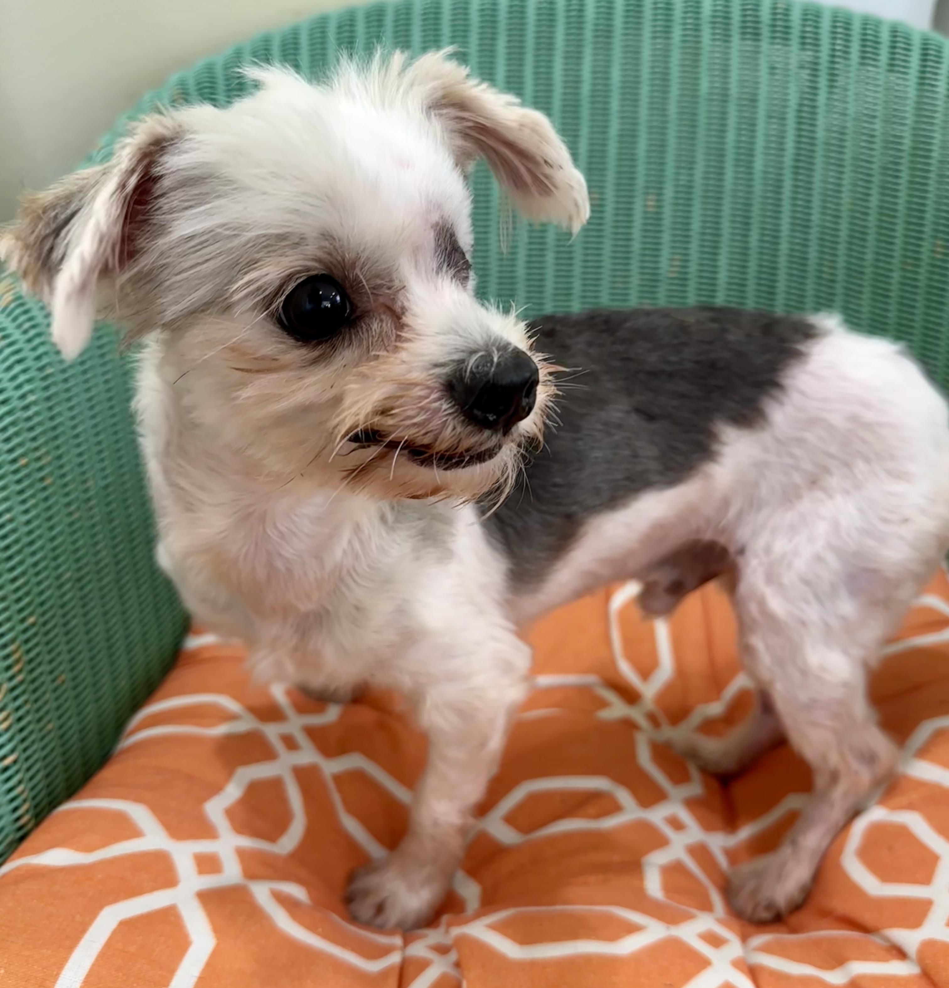 Earl the one-eyed wonder, an adopted mixed breed in Lawrenceville, GA image 6/6