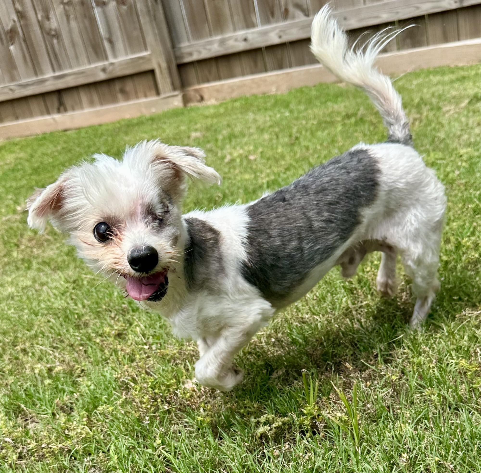 Earl the one-eyed wonder, an adopted mixed breed in Lawrenceville, GA image 3/6