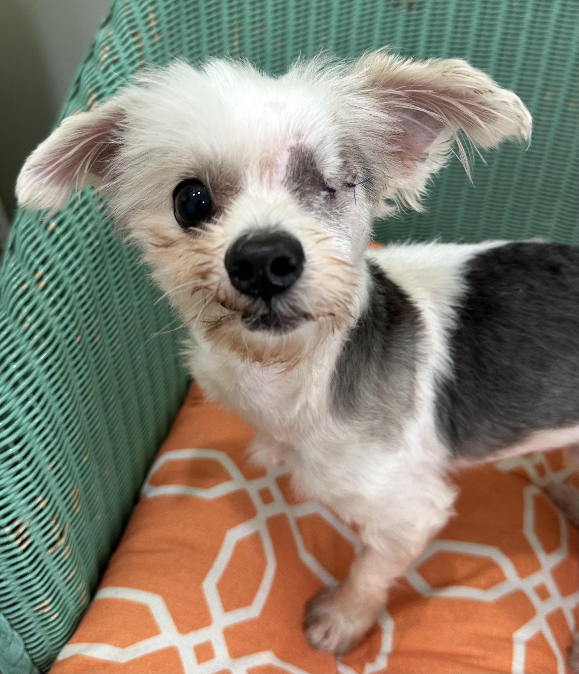 Earl the one-eyed wonder, an adopted mixed breed in Lawrenceville, GA image 4/6