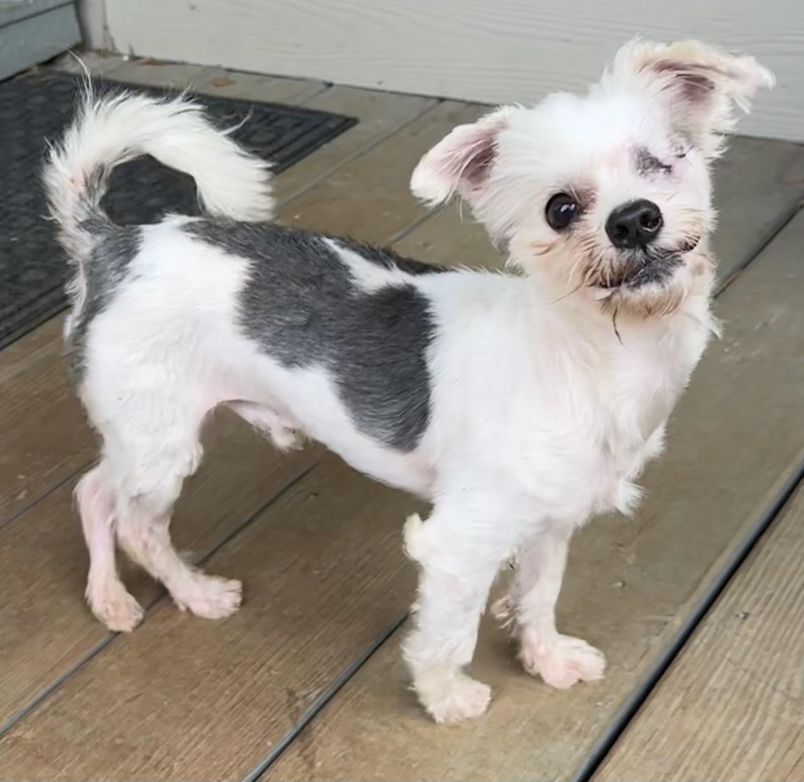 Earl the one-eyed wonder, an adopted mixed breed in Lawrenceville, GA image 2/6