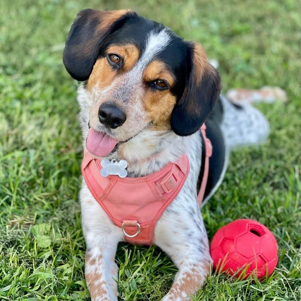 Jack, Adoptable, Young Male Coonhound.