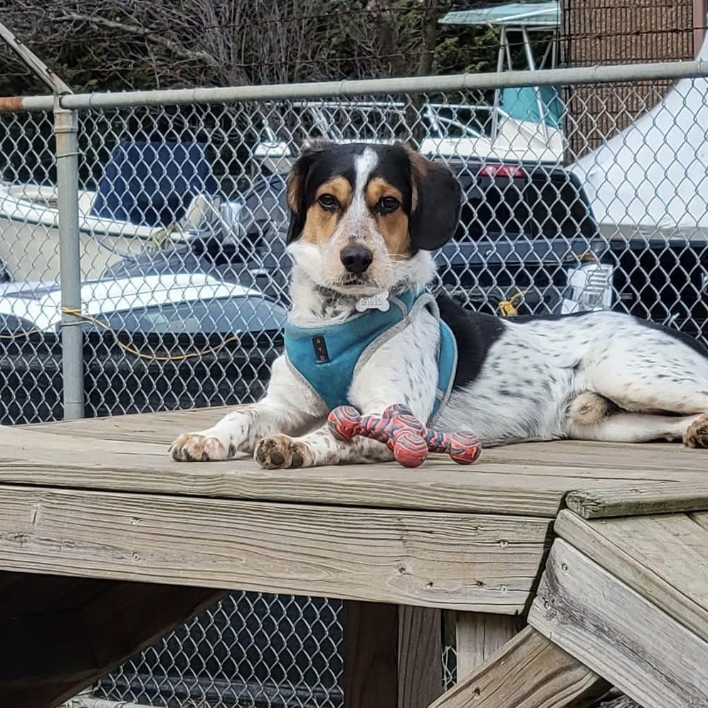 Enlarge Jack, a Adoptable mixed breed in Ozone Park, NY image 6/6