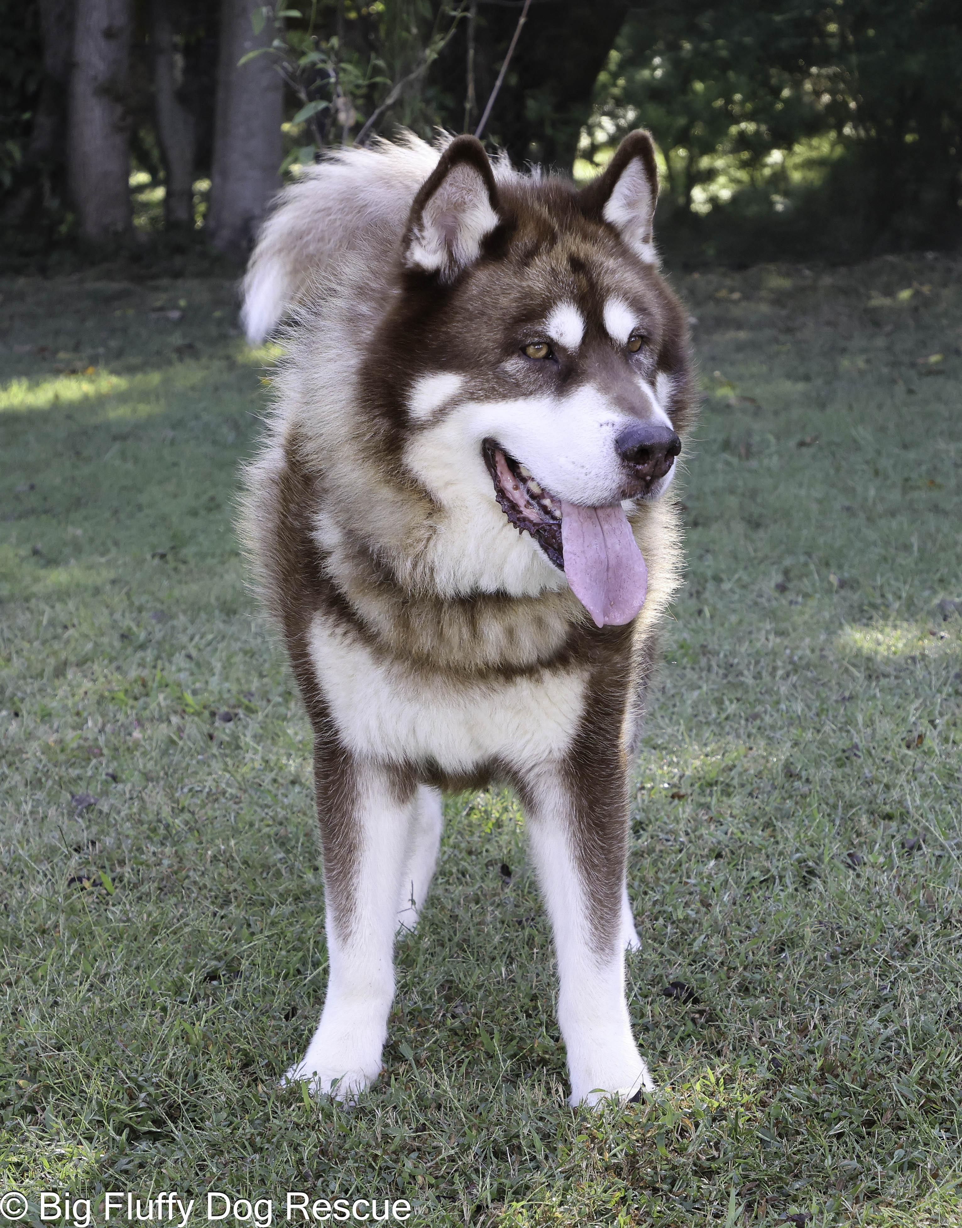 Jay, an adopted Alaskan Malamute in Hickory, NC image 3/3