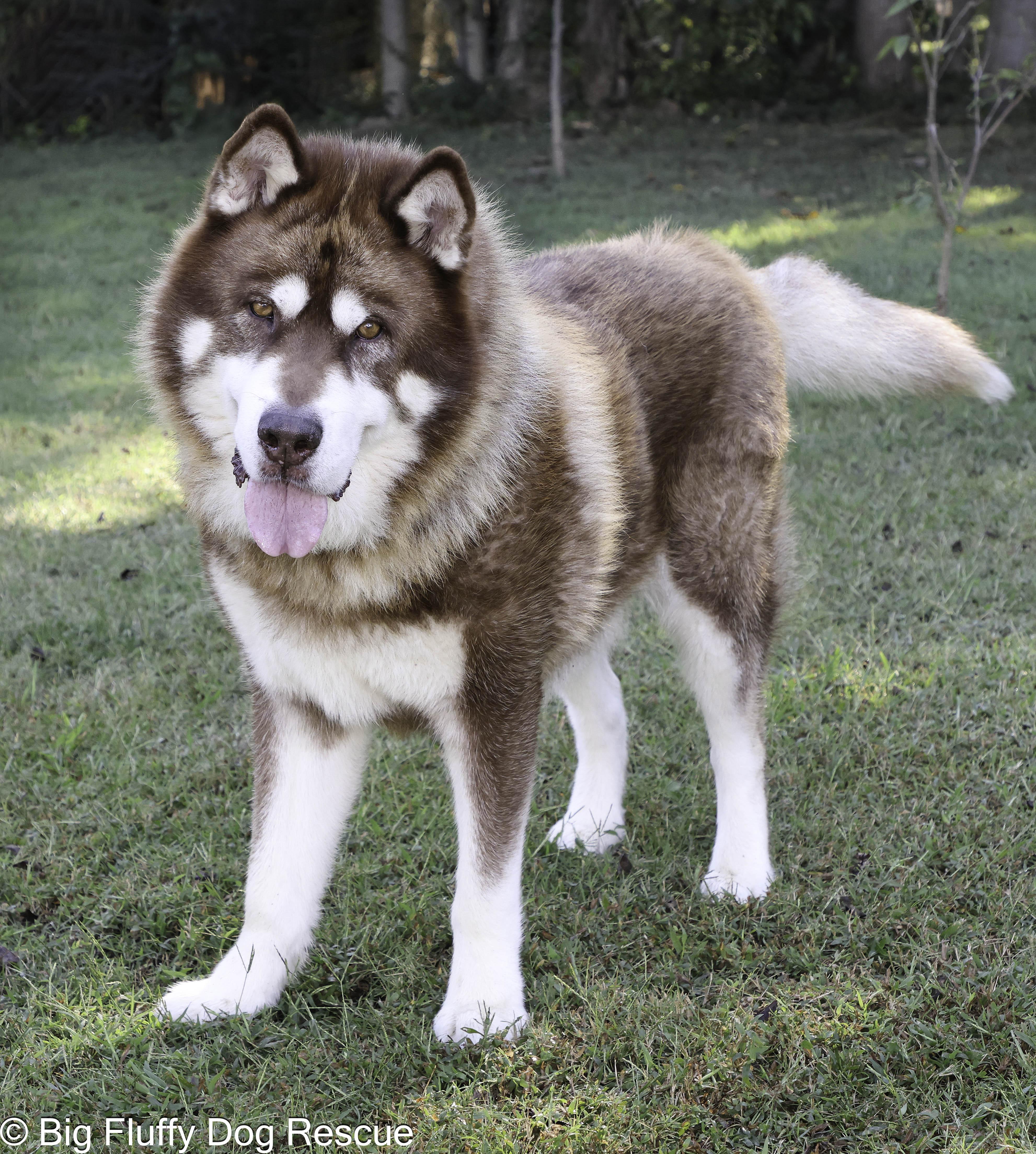 Jay, an adopted Alaskan Malamute in Hickory, NC image 1/3