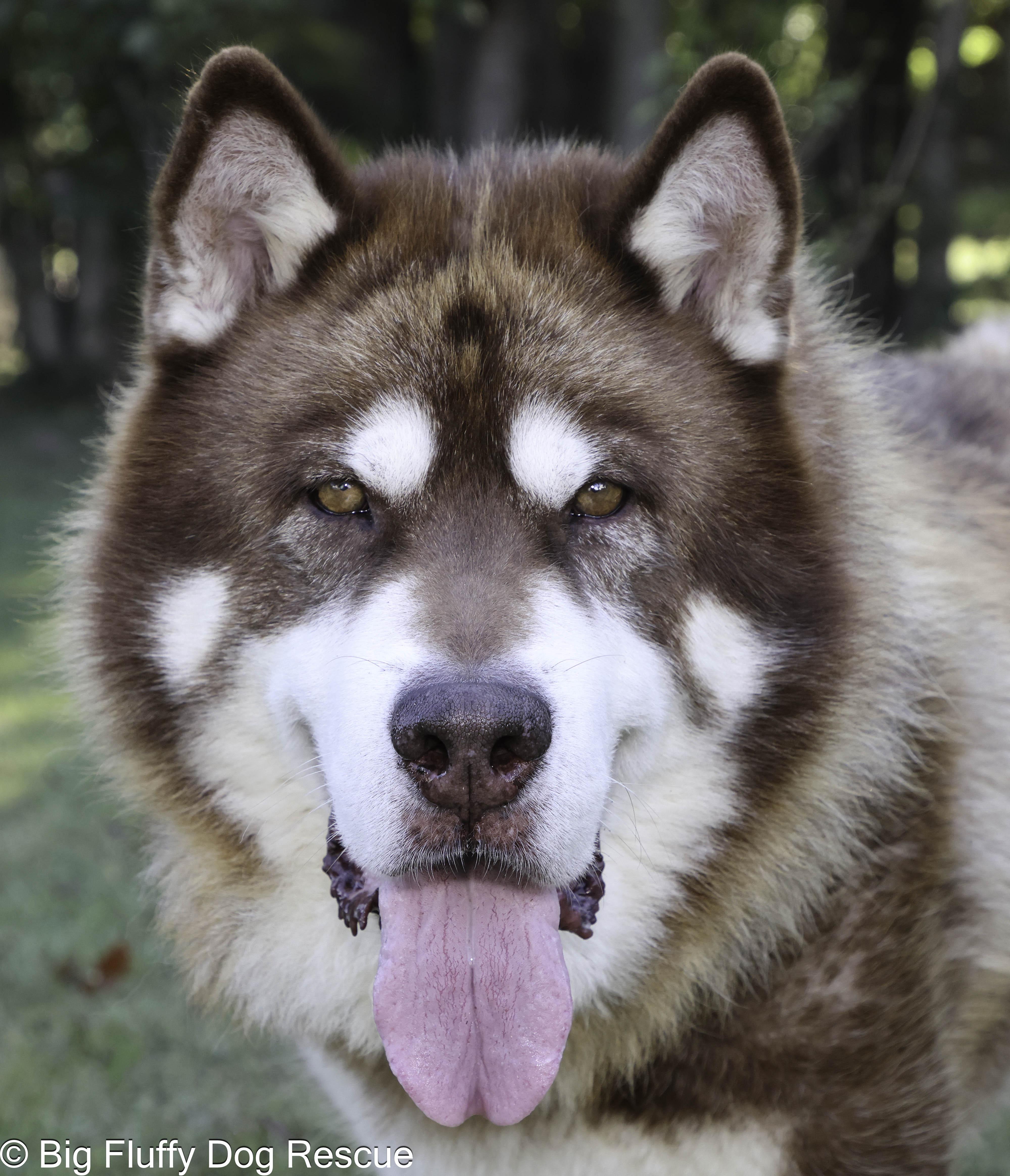 Jay, an adopted Alaskan Malamute in Hickory, NC image 2/3