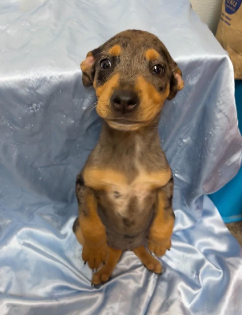 Enlarge Selkie, a Adoptable mixed breed in Clinton, SC image 1/2