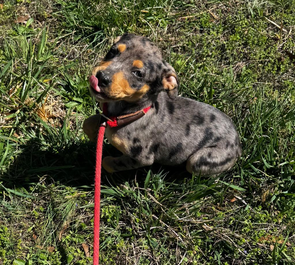 Enlarge Selkie, a Adoptable mixed breed in Clinton, SC image 2/2
