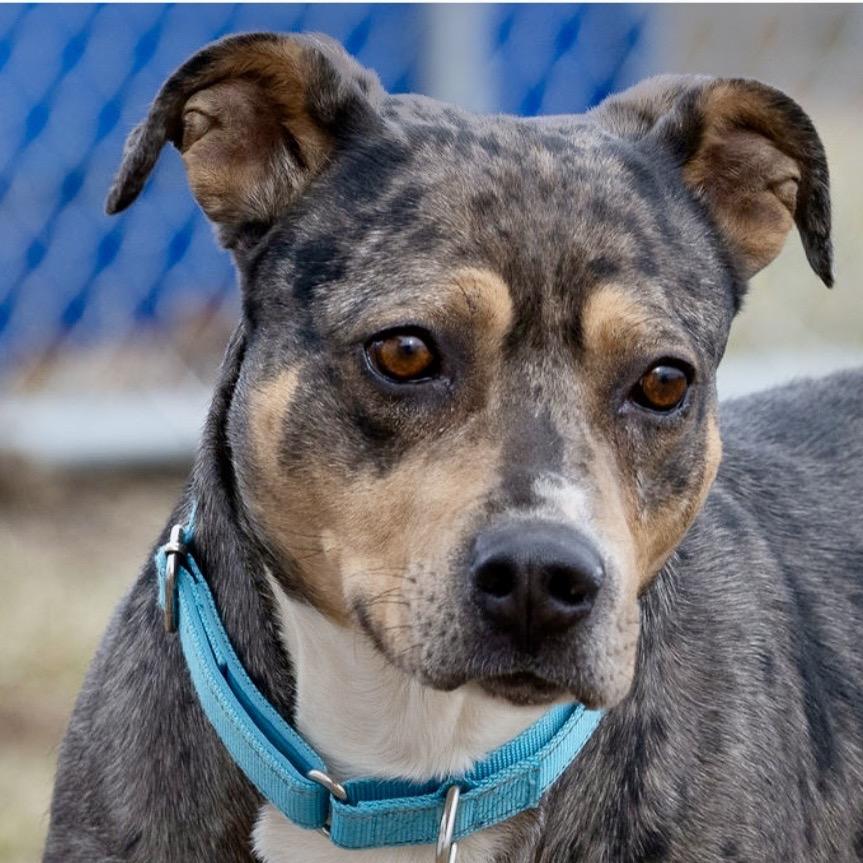 Enlarge Doberge, a Adoptable Catahoula Leopard Dog in Tipton, IN image 2/6