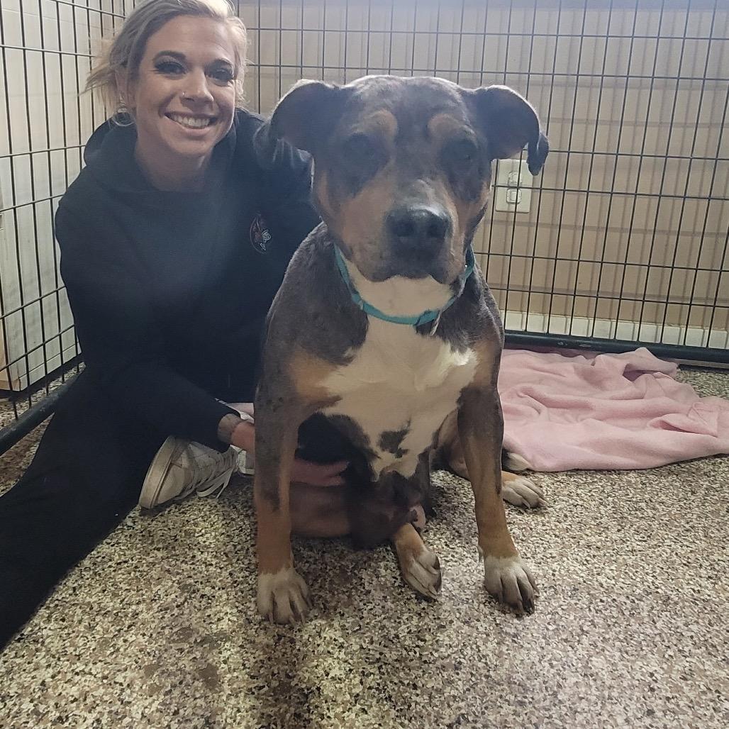 Enlarge Doberge, a Adoptable Catahoula Leopard Dog in Tipton, IN image 4/6