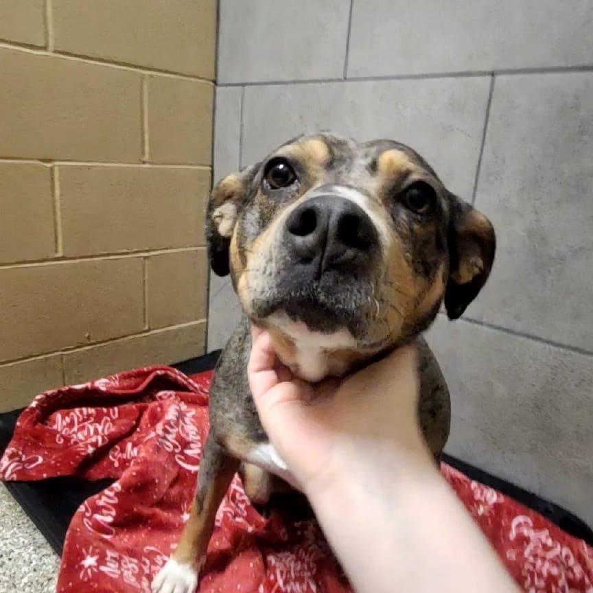 Enlarge Doberge, a Adoptable Catahoula Leopard Dog in Tipton, IN image 5/6