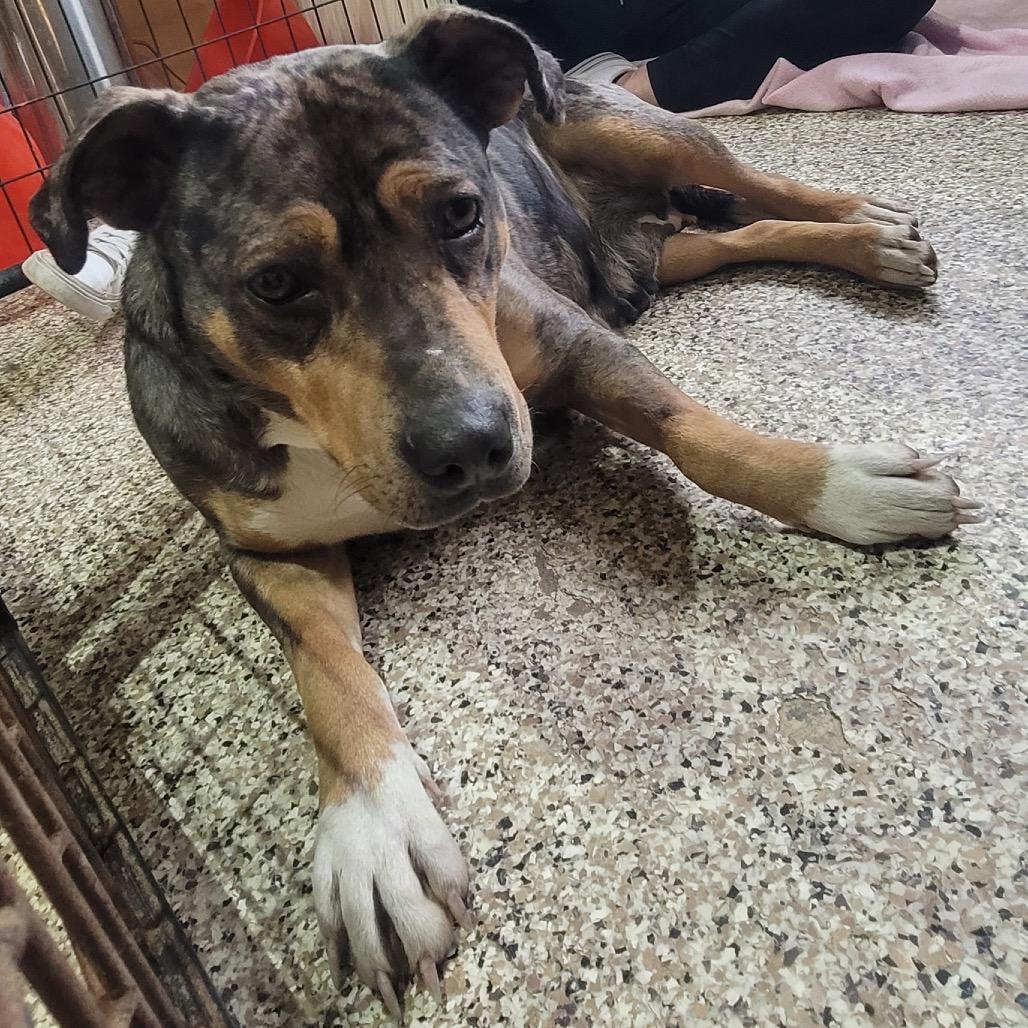 Enlarge Doberge, a Adoptable Catahoula Leopard Dog in Tipton, IN image 6/6