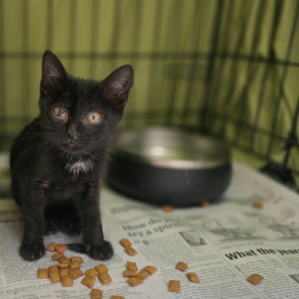 Mikey, Adoptable, Kitten Male Domestic Short Hair.