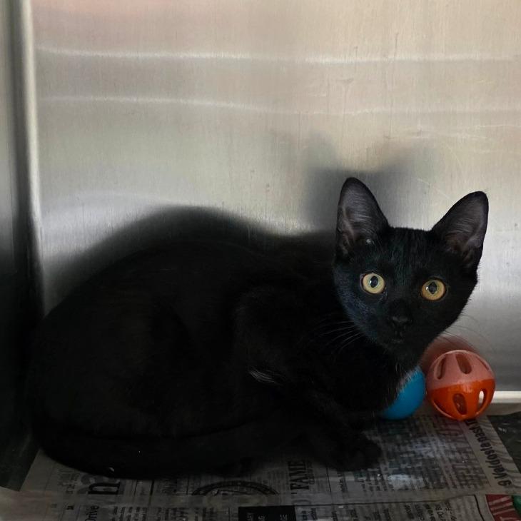 Enlarge Mikey, a Adoptable Domestic Short Hair in Valdosta , GA image 2/3