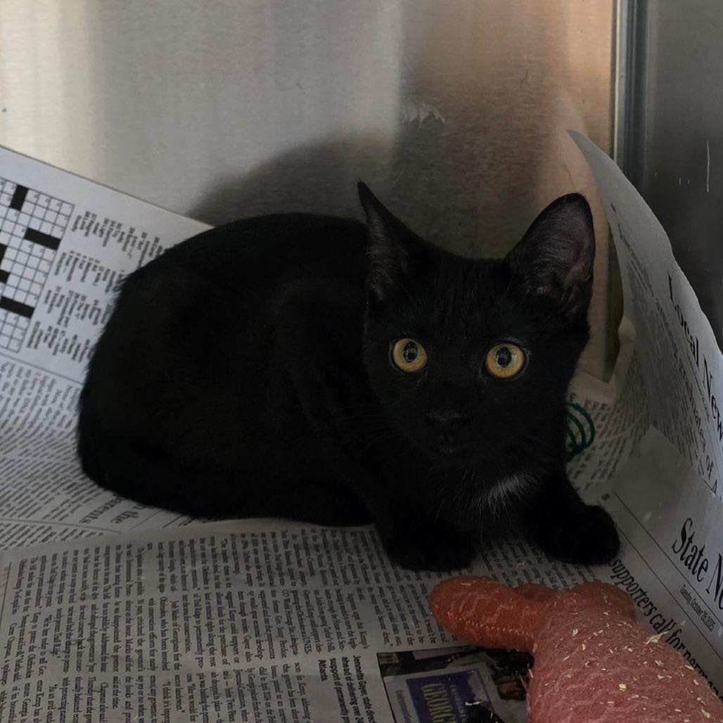 Enlarge Mikey, a Adoptable Domestic Short Hair in Valdosta , GA image 3/3