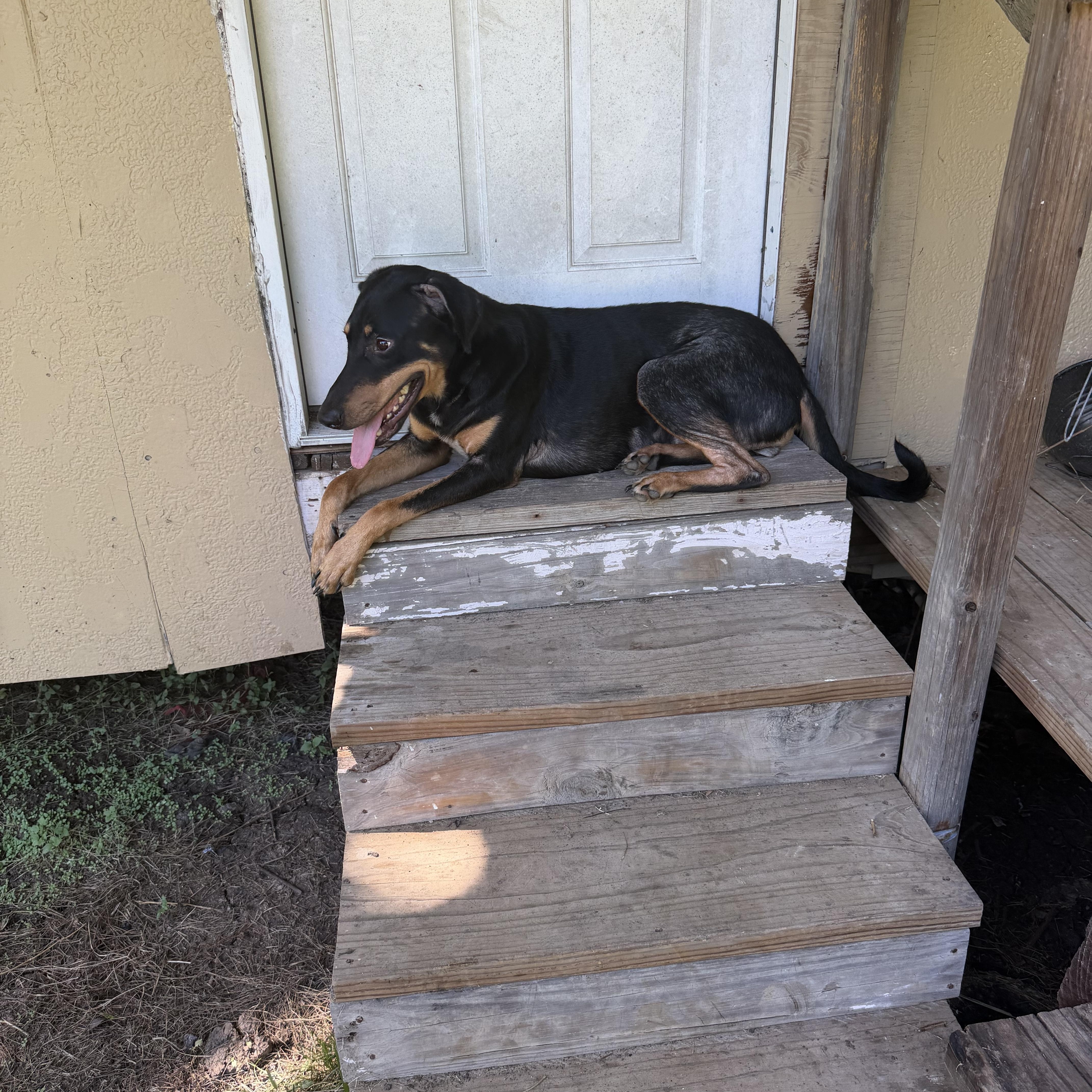 Enlarge Strawberry, a Adoptable mixed breed in Indianapolis, IN image 4/5