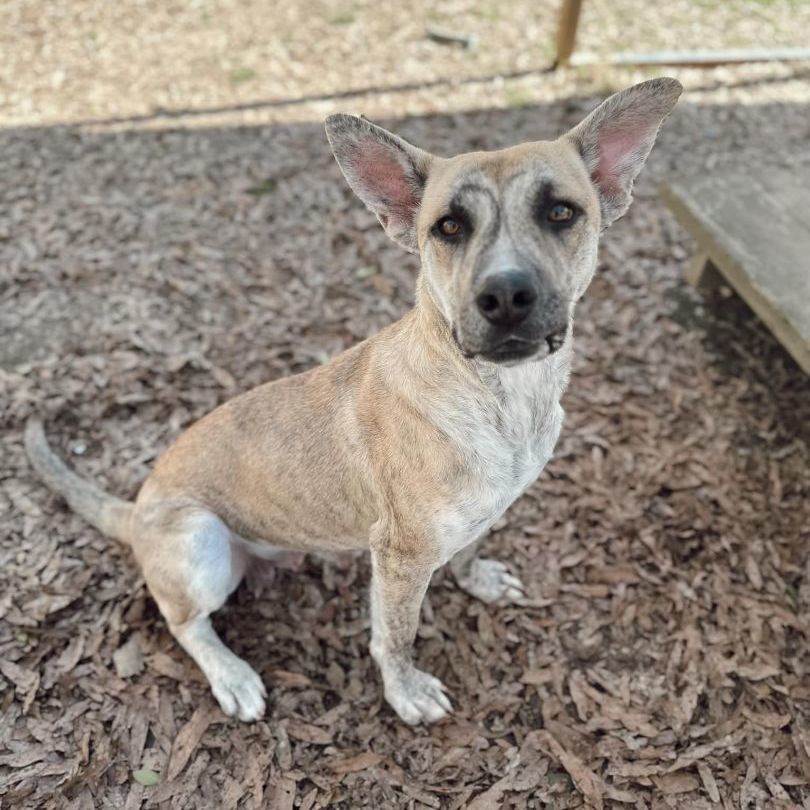 Enlarge Catherine, a Adoptable mixed breed in Rossville, TN image 3/6