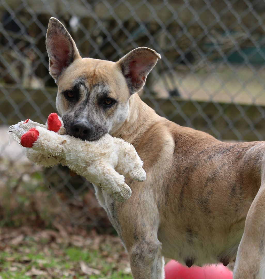 Catherine, Adoptable, Adult Female Shepherd & Mixed Breed.