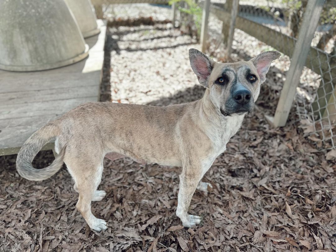 Enlarge Catherine, a Adoptable mixed breed in Rossville, TN image 4/6
