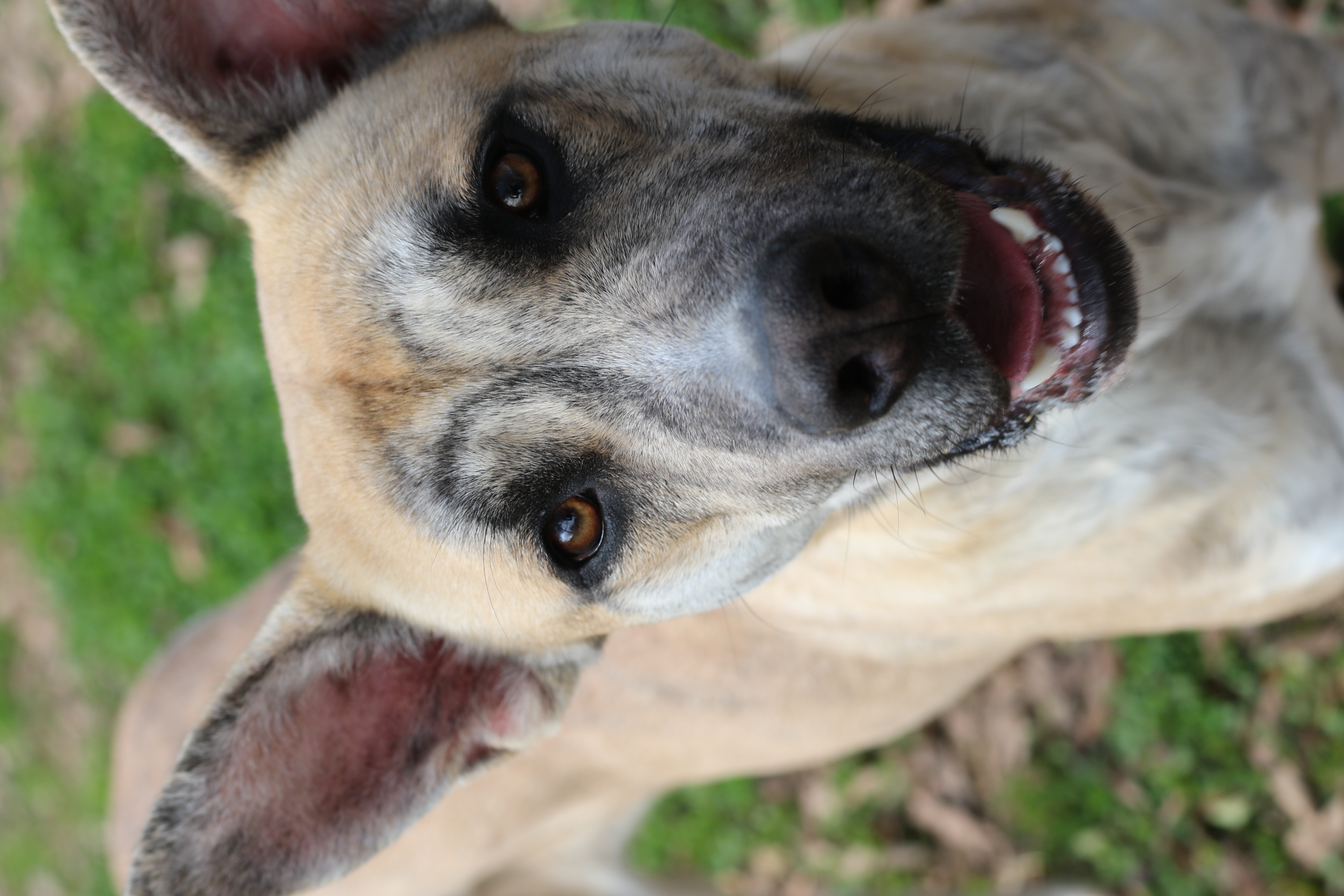 Catherine, Adoptable, Adult Female Shepherd & Mixed Breed.