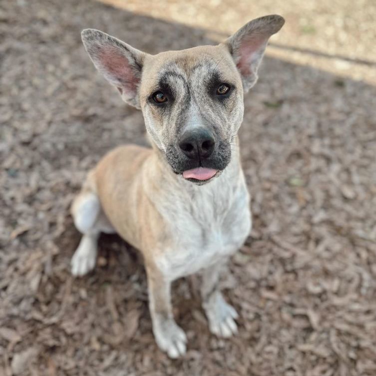 Enlarge Catherine, a Adoptable mixed breed in Rossville, TN image 5/6