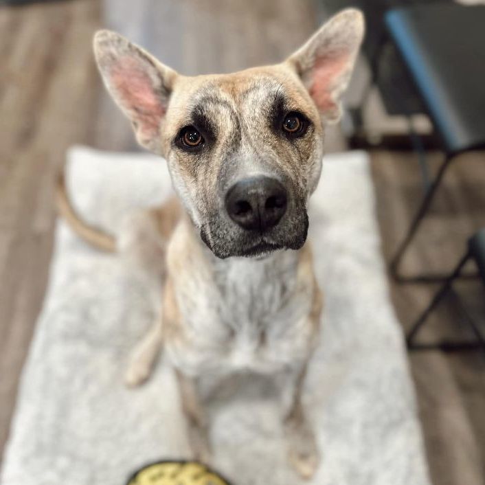 Enlarge Catherine, a Adoptable mixed breed in Rossville, TN image 6/6