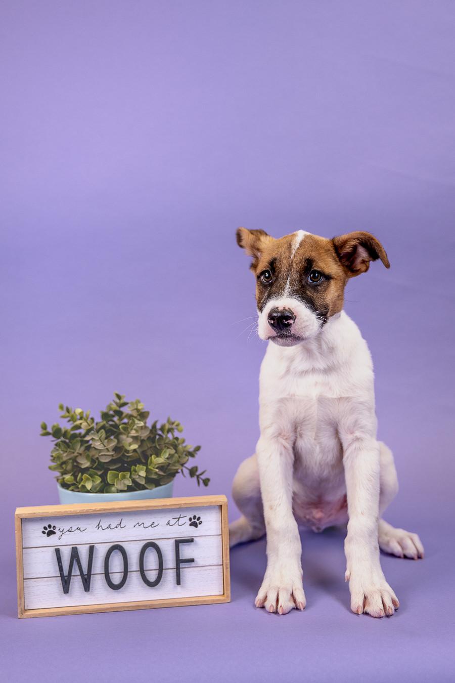 Enlarge 417-26, a ADOPTABLE mixed breed in Brighton, CO image 1/1
