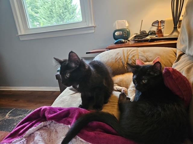 INKY & IRA, a ADOPTABLE Domestic Short Hair in Churchville, PA image 1/4