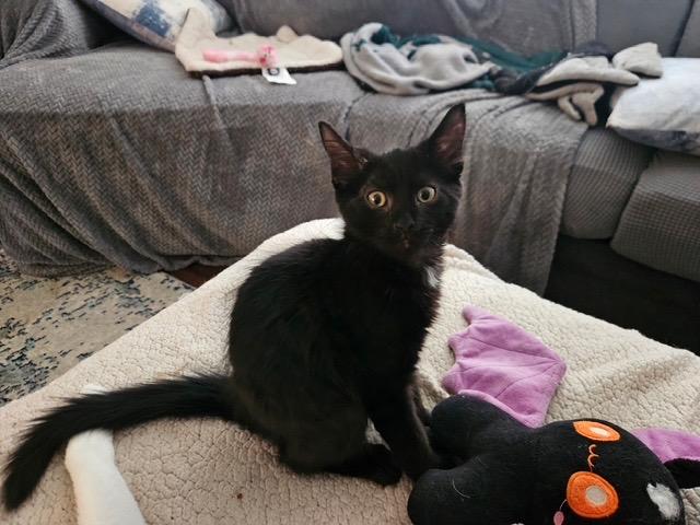 INKY & IRA, a ADOPTABLE Domestic Short Hair in Churchville, PA image 2/4