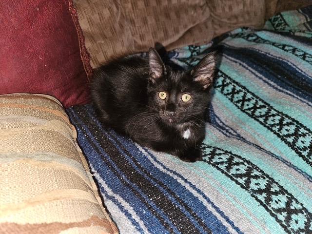 INKY & IRA, a ADOPTABLE Domestic Short Hair in Churchville, PA image 4/4