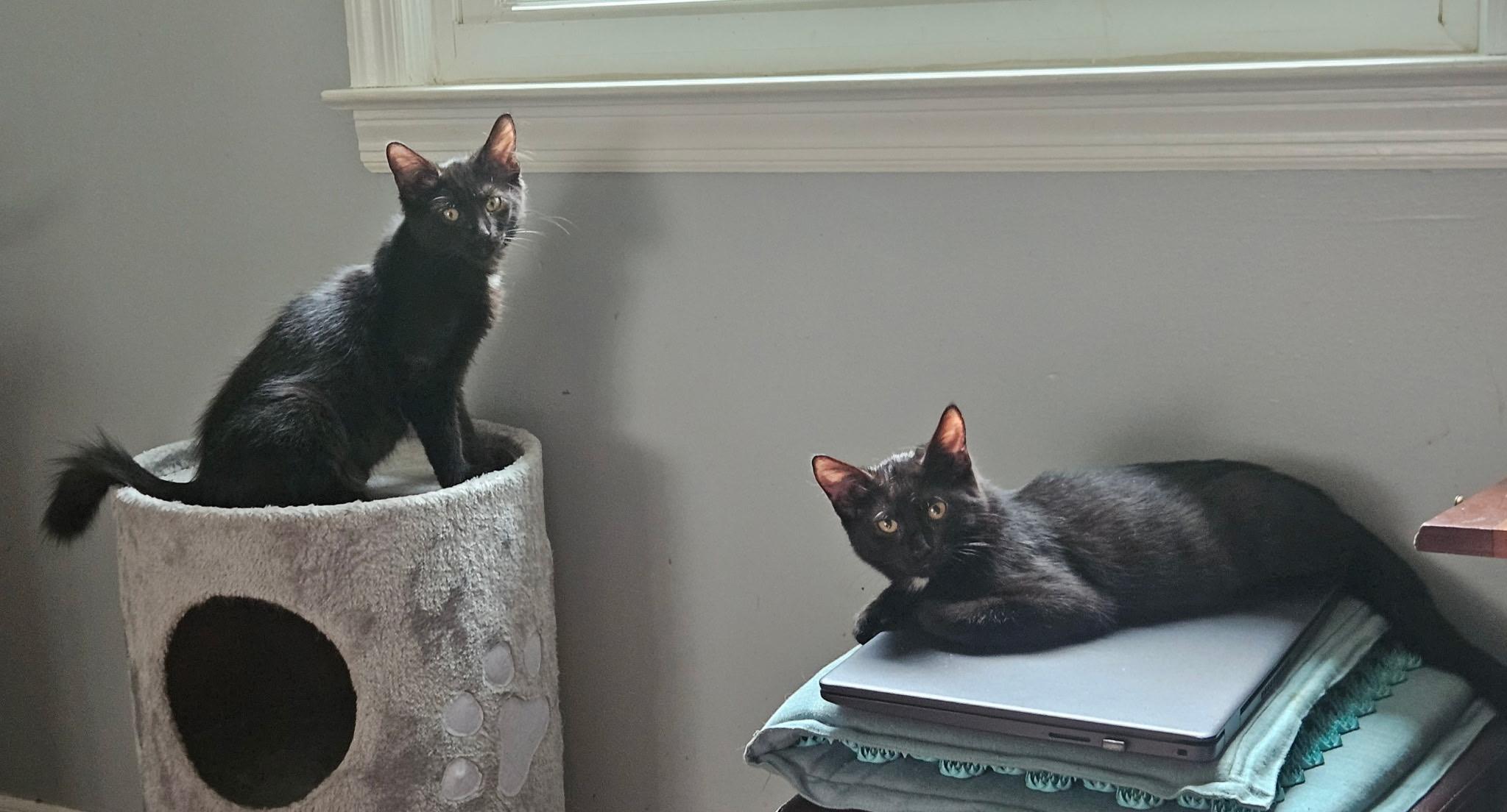 Enlarge INKY & IRA, an adopted Domestic Short Hair in Churchville, PA image 1/5