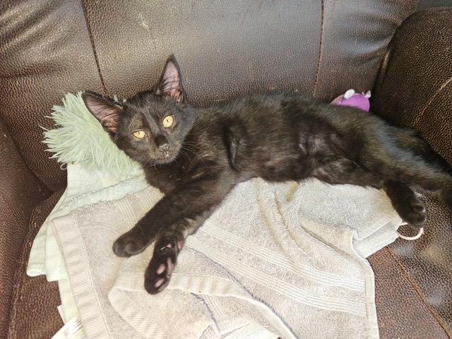 INKY & IRA, a ADOPTABLE Domestic Short Hair in Churchville, PA image 3/4