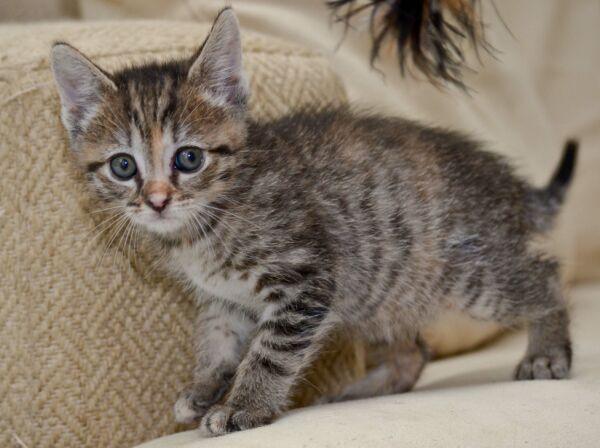 Sweet Pea, Adopted, Kitten Female Domestic Short Hair.