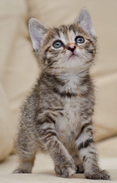 Enlarge Sweet Pea, a Adopted Domestic Short Hair in Reston, VA image 2/2