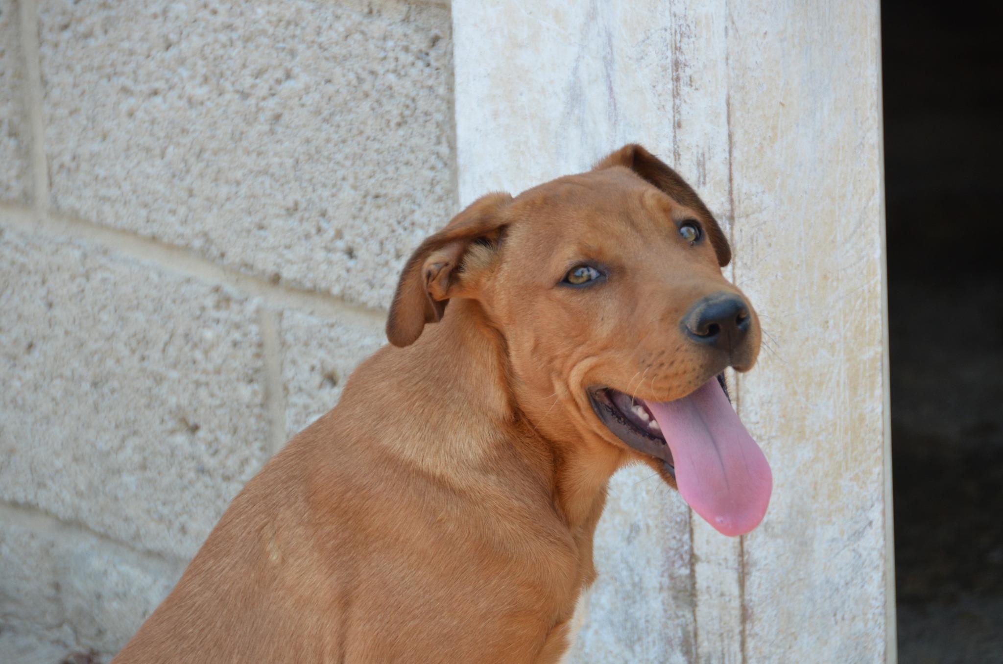 Carmelo, Adoptable, Young Male Mixed Breed.