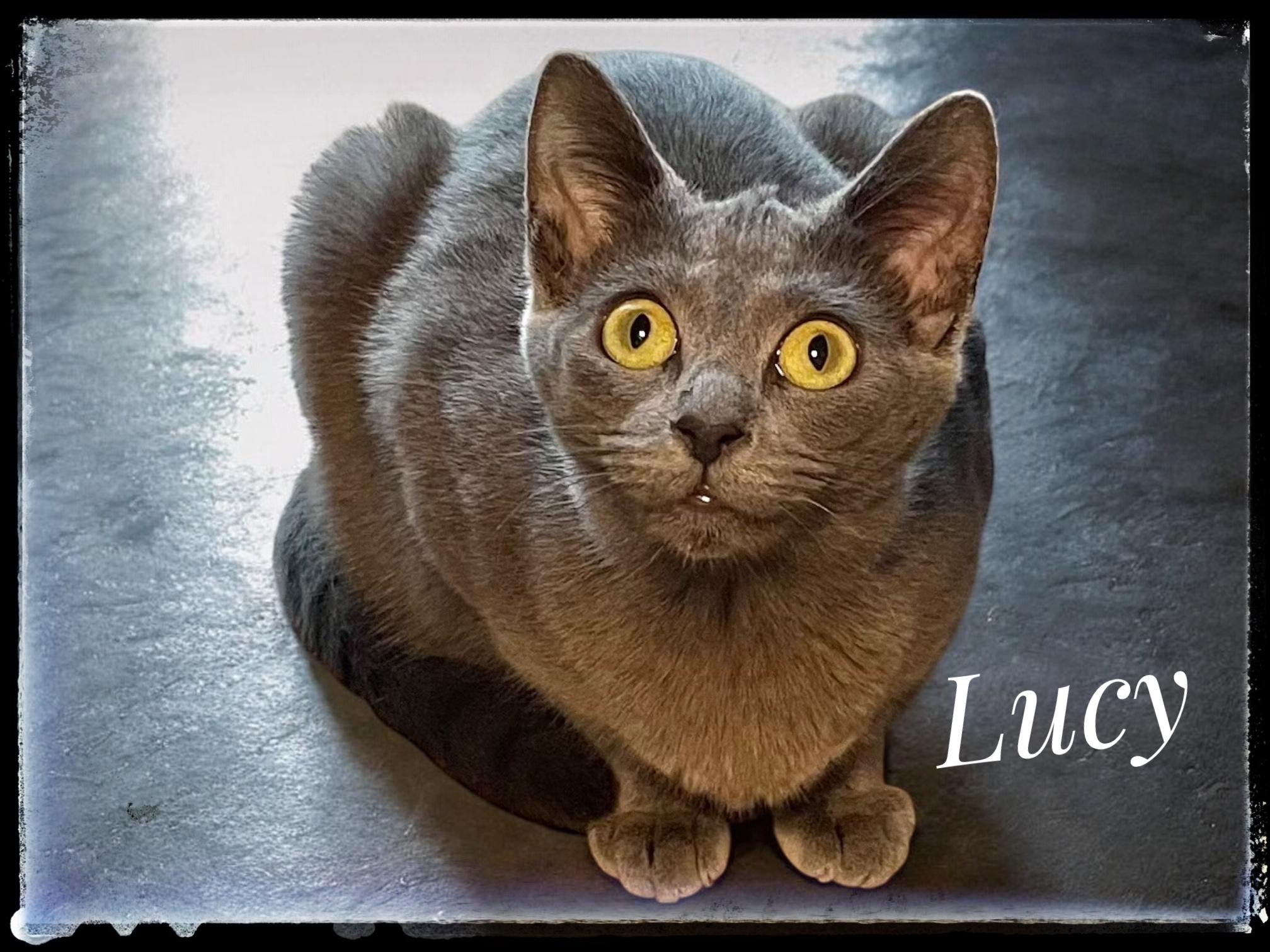 Enlarge Lucy, an adopted Domestic Short Hair in El Cajon, CA image 1/1