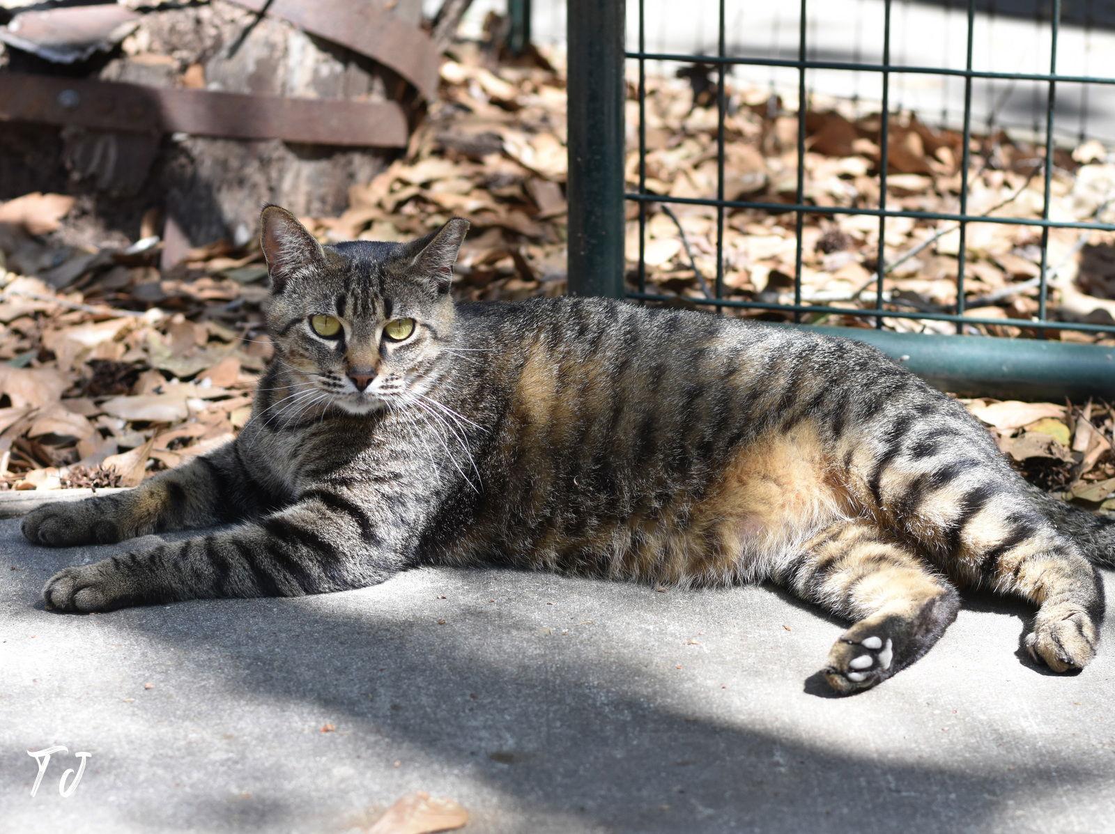 Enlarge TJ, a Adoptable Domestic Medium Hair in Montgomery, TX image 1/3