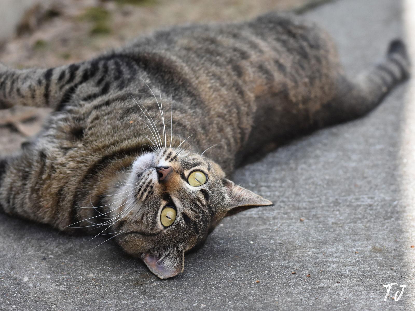 Enlarge TJ, a Adoptable Domestic Medium Hair in Montgomery, TX image 2/3