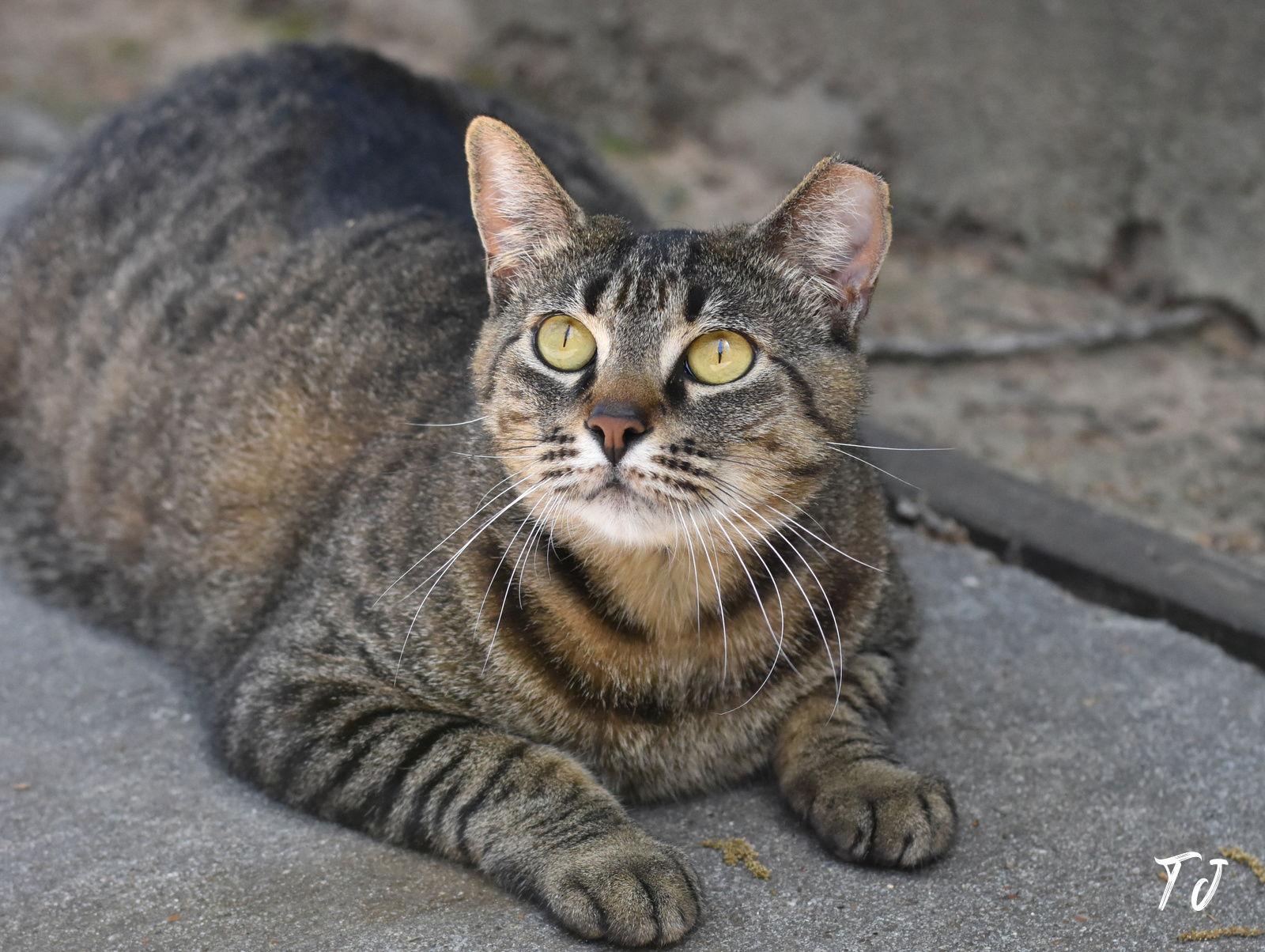 Enlarge TJ, a Adoptable Domestic Medium Hair in Montgomery, TX image 3/3