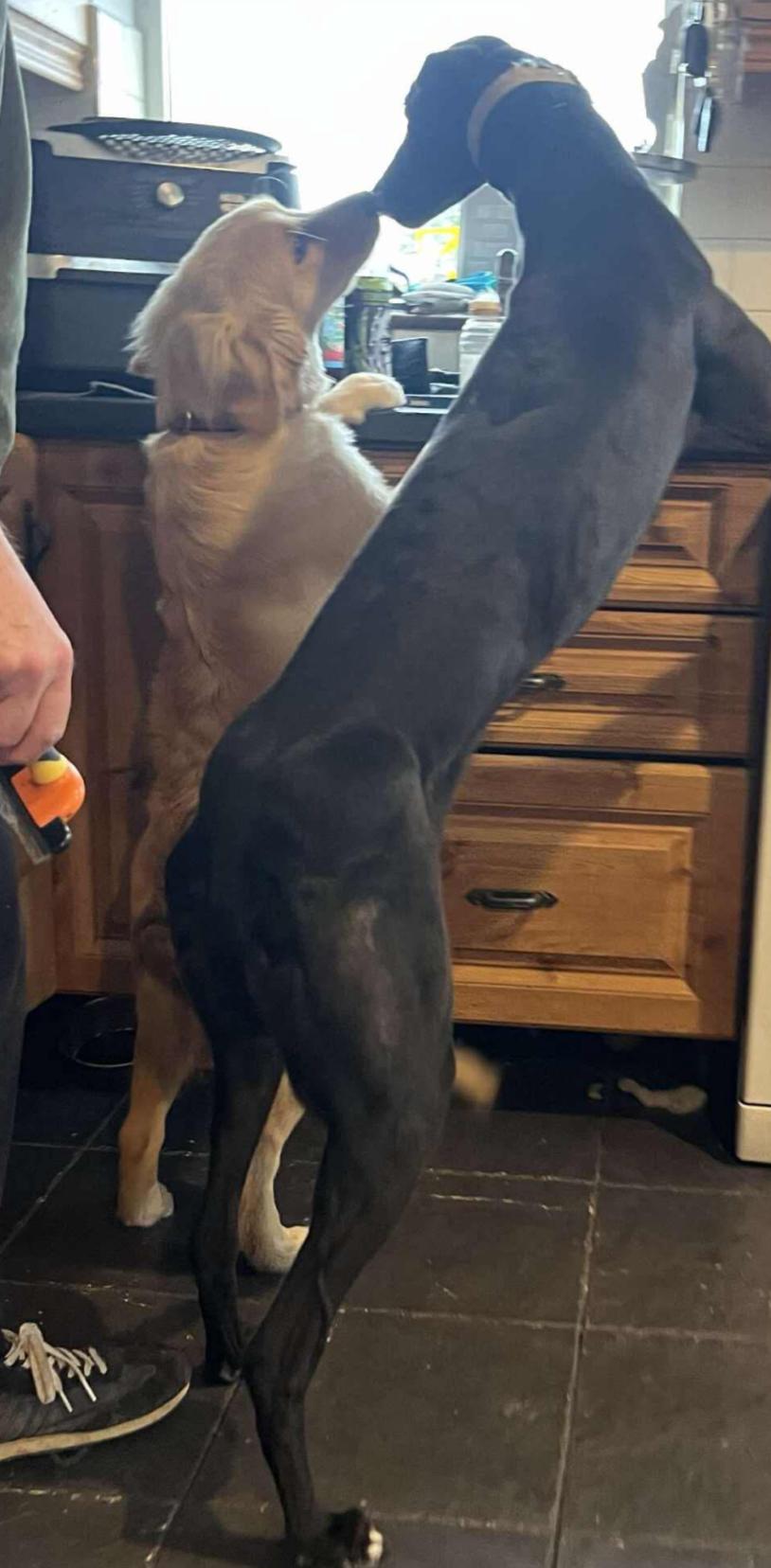 Carrickhill Anne (BlackBerry), Adopted, Adult Female Greyhound.