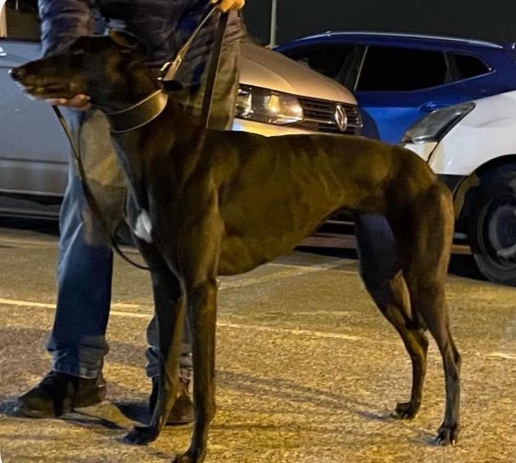 Enlarge Carrickhill Anne (BlackBerry), a Adopted Greyhound in Tarpon Springs, FL image 5/6