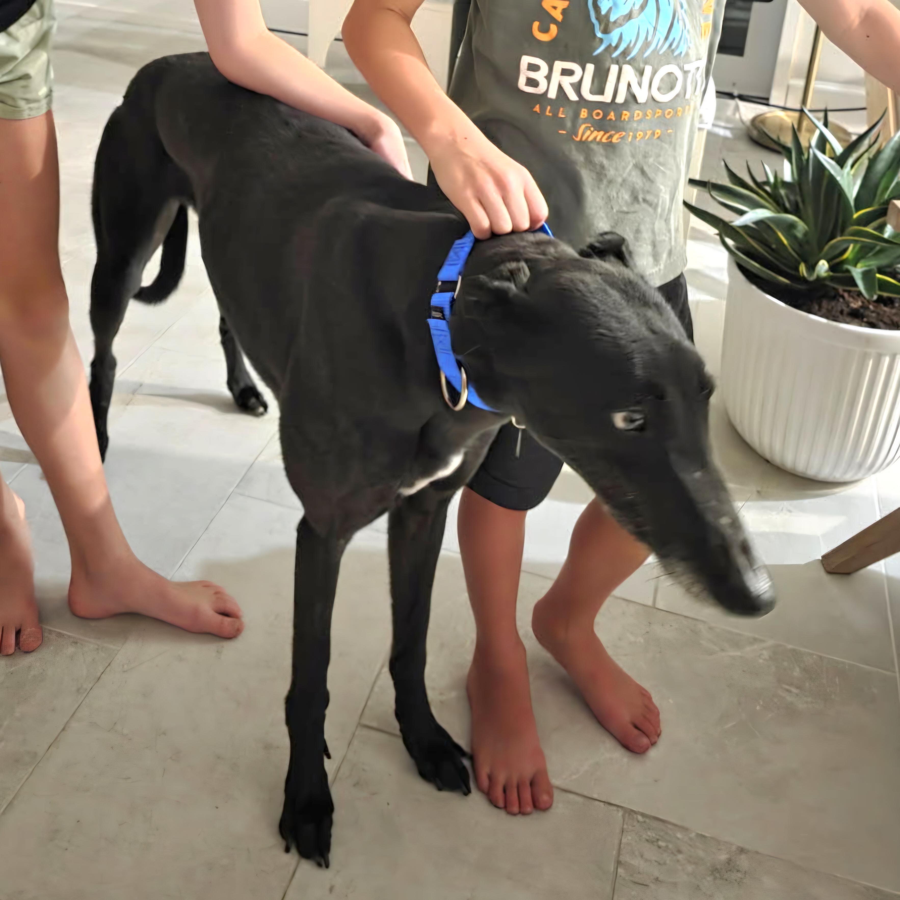 Enlarge Carrickhill Anne (BlackBerry), a Adopted Greyhound in Tarpon Springs, FL image 6/6