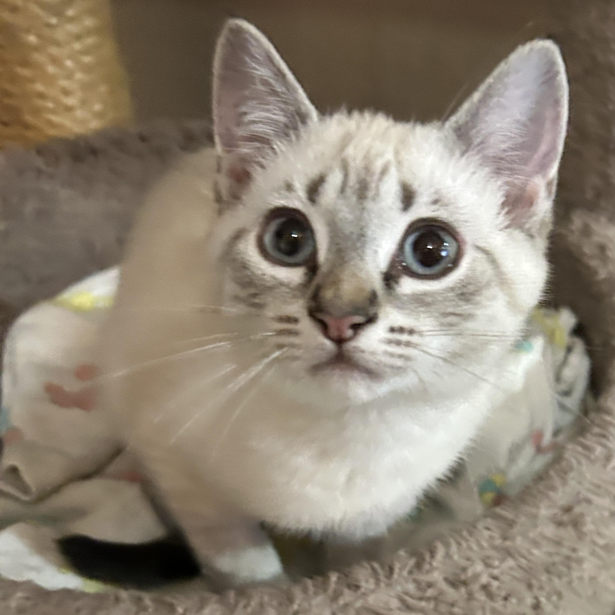 Pearl, ADOPTABLE, Kitten Female Domestic Short Hair & Siamese.