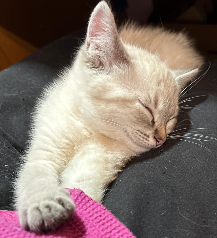 Enlarge Pearl, a ADOPTABLE mixed breed in Renton, WA image 6/6